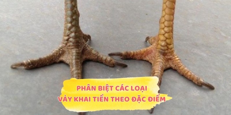 Phân biệt các loại vảy Khai Tiền theo đặc điểm riêng